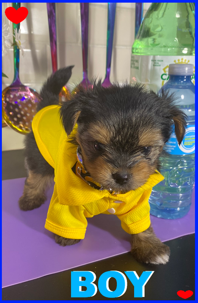 ❤ YORKIE PUPPIES ❤ 2 GIRLS / 1 BOY ❤, View more