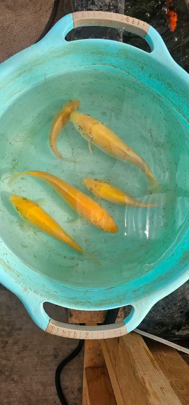 Japanese koi in Fish for Rehoming in Calgary - Image 4