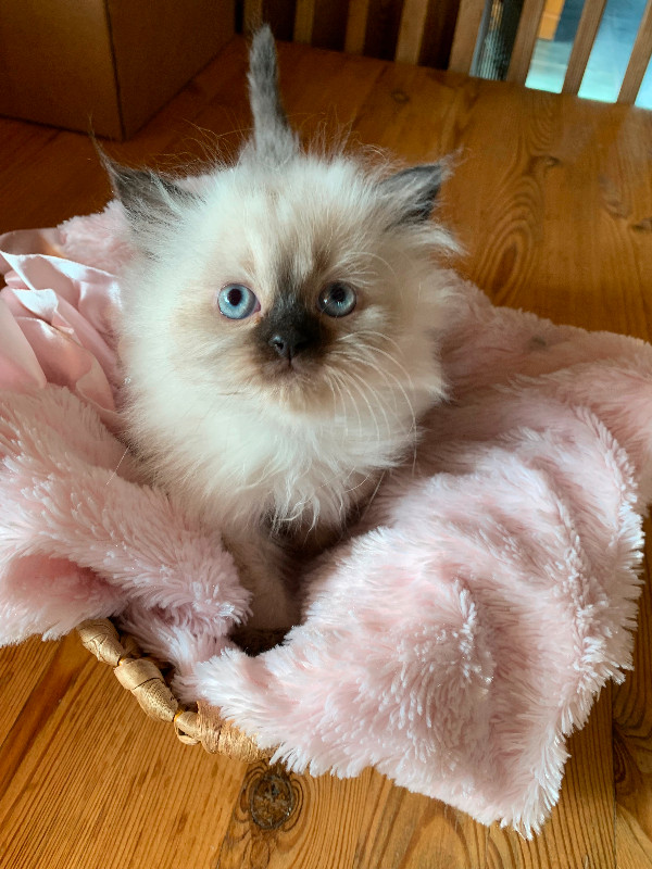 Himalayan kittens in Cats & Kittens for Rehoming in Whitehorse - Image 2