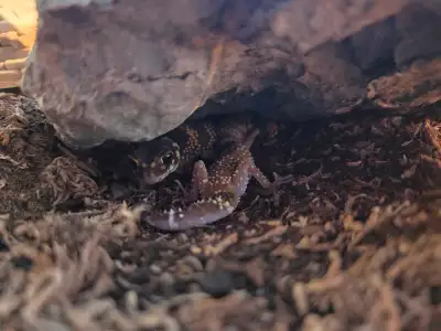 BARKING GECKO PAIR, View more