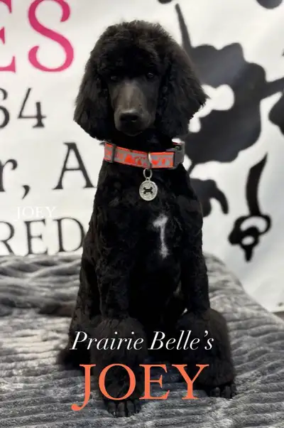 1 Black Male of a litter of 10 from Valentino and Sadie’s “Friends” Litter. DOB: January 18th, 2025....