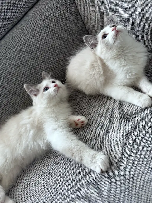 Purebred Bicolor Ragdoll Kittens –Special in Cats & Kittens for Rehoming in City of Montréal - Image 2