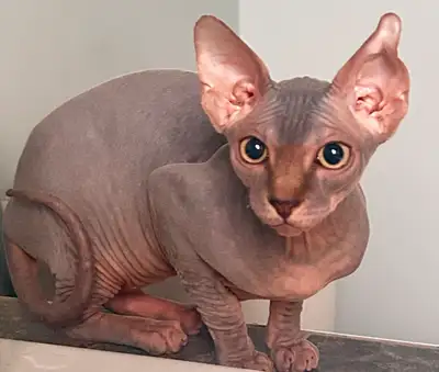 SPHYNX femelle  avec garantie, View more