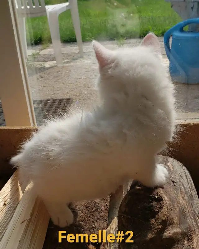 Chaton Poil long (50% Angora Turc, 25% Maine Coon, 25% Sibérien) in Cats & Kittens for Rehoming in Victoriaville - Image 7