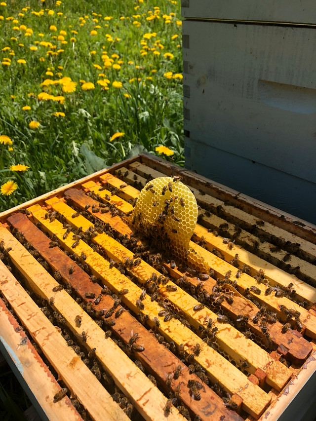 Honey bees. Nucs and Queens in Livestock in Kitchener / Waterloo - Image 4
