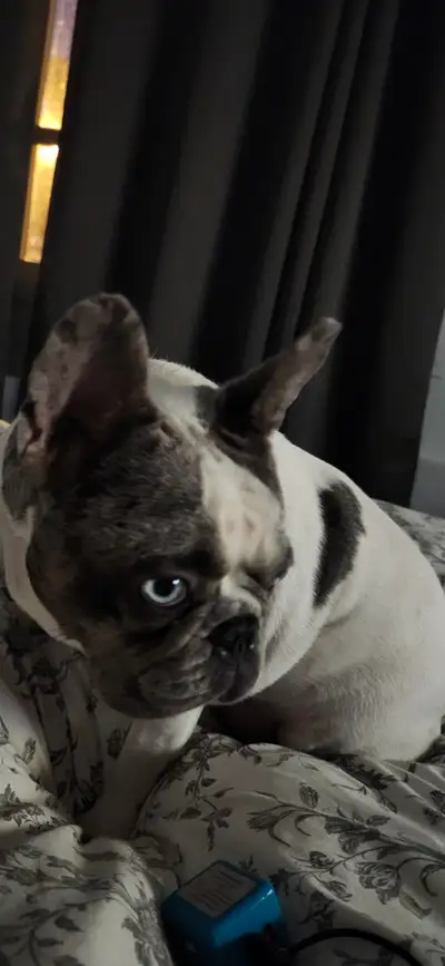 Bulldog francais 3 ans opérer, View more