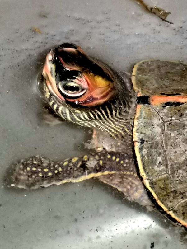 Captive bred Indian roofed turtle dans Reptiles et amphibiens à adopter  à Ouest de l’Île