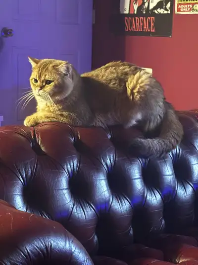 Tres beau chat de race British shorthair golden chinchilla très affectueux cherche nouvelle famille...
