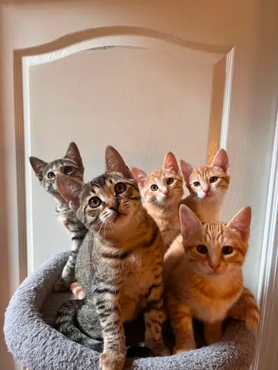 Tabby kittens for adoption! Proceeds go to charity!, View more