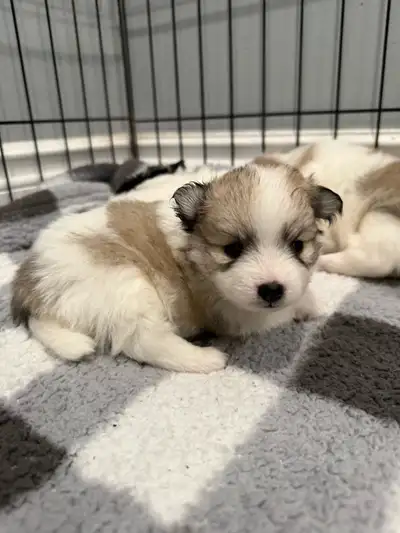 Beautiful Pomeranian puppies, born March 23/2025. Will be ready to go to their new furever homes May...