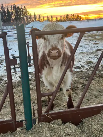 Breeding heifer, View more