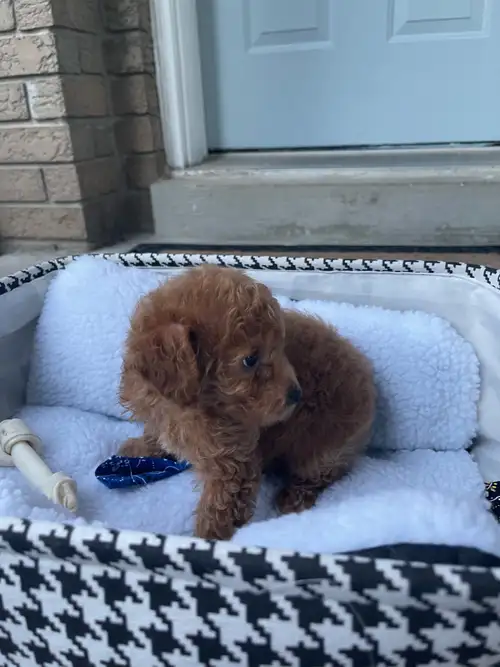 Purebred toy poodle, she is female 3.4 lbs Puppy is potty trained 3 months old What’s included: -Fir...