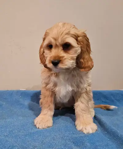 Cockapoo puppies, View more