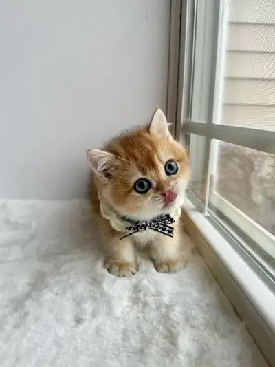 CCA & CFA Registered Cattery — Rehoming BSH Kittens, View more