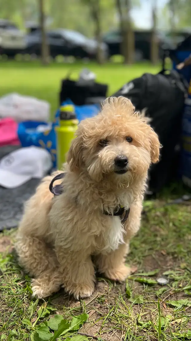 Adorable Male Bichon Poodle Puppy – Looking for a Loving Ho in Dogs & Puppies for Rehoming in Markham / York Region - Image 6