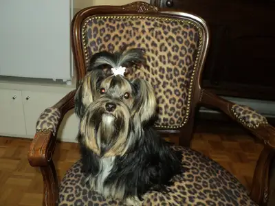Bien lire l'annonce. Yorkshire et caniche toy, View more