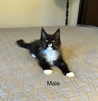 The Beautiful purebred Maine Coon kittens The kittens will go to a new home with the first vaccinati...