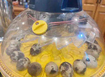  10 Jumbo Courtnix Quail, View more