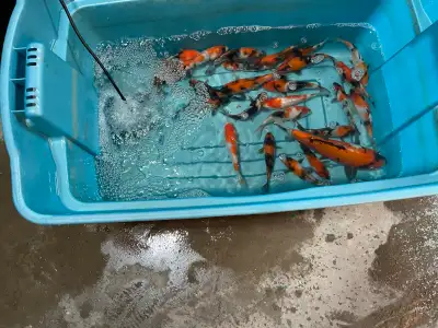 True Japanese koi Showa from Tanaka koi farm in Japan ( red white and black ) 75 each or 50 each if...