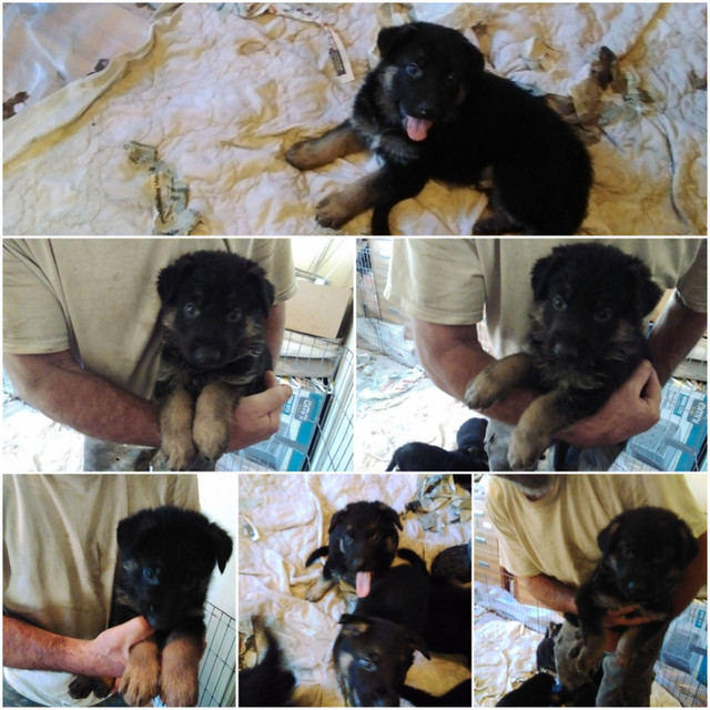 PURE BRED GERMAN SHEPHERD PUPS Dogs & Puppies for Rehoming