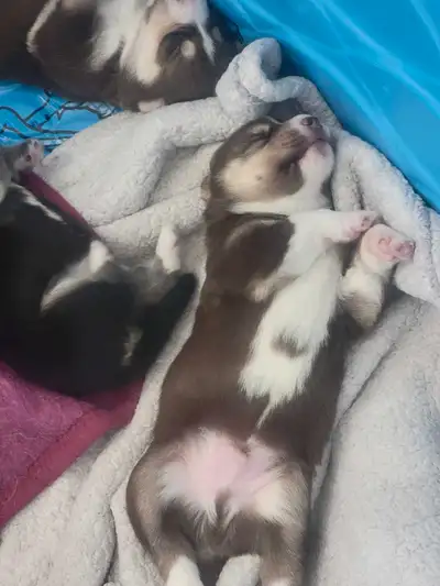 puppies for sale of Husky & liver brown Sheppard mix, View more