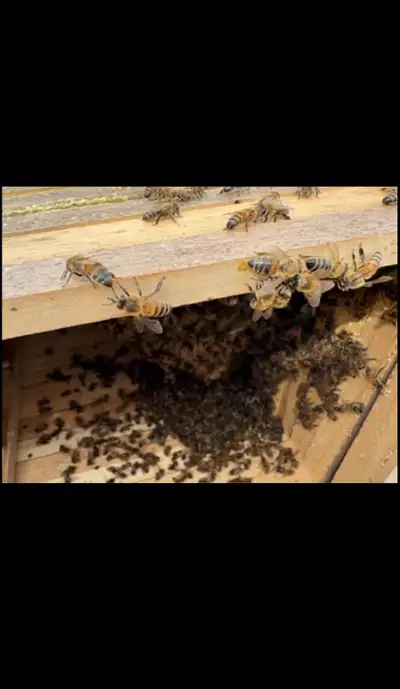 Bee Swarm Collection , View more