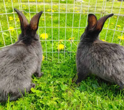 Two 9-Week-Old Baby Bunnies Looking for a loving home for these two sweet, 9-week-old rabbits! ✨ Col...