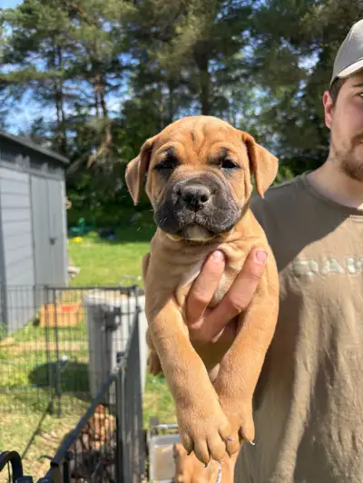 Puppies looking for their forever home, View more