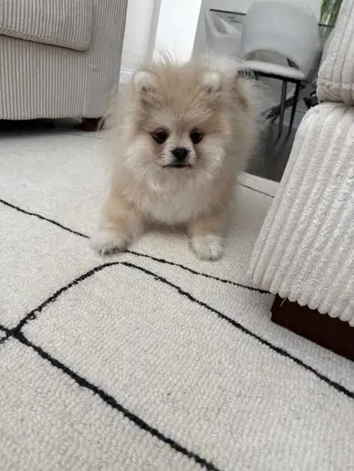 Male in 7 month old available for rehoming Vaccinated and dewormed up to date