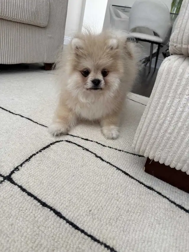 Pomeranian in Dogs & Puppies for Rehoming in City of Toronto - Image 2