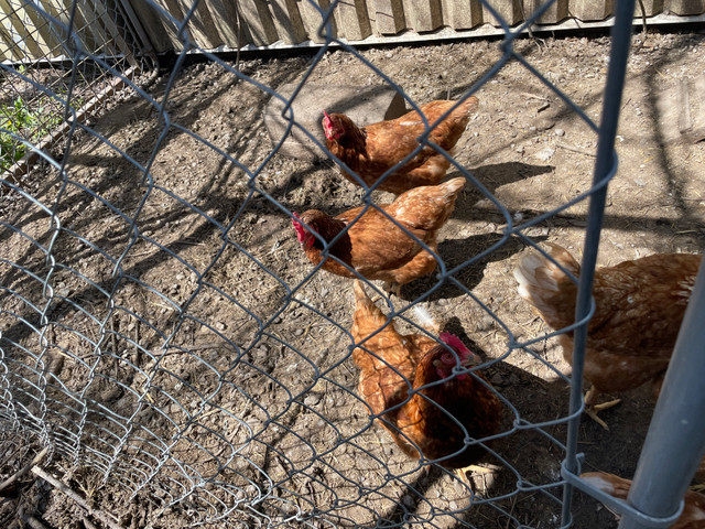 Laying hens in Birds for Rehoming in La Ronge