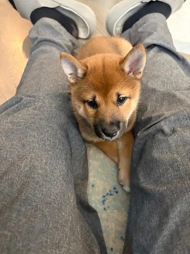 Purebred Shiba Inu Puppies Vaccinated, Microchipped & Home Raise in Dogs & Puppies for Rehoming in City of Toronto - Image 11