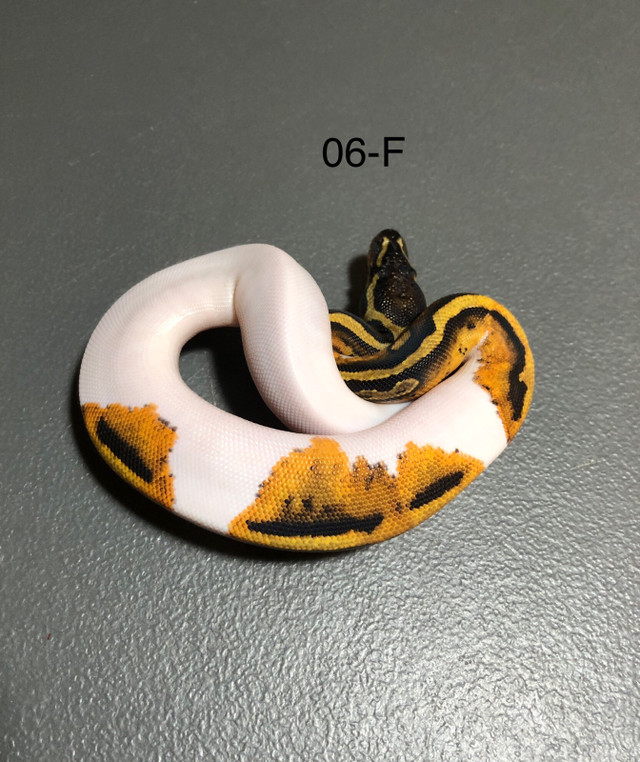 OBO-06-F - Orange Dream  Yellow Belly/ Gravel Pied het, MJ Ax. in Reptiles & Amphibians for Rehoming in Kelowna