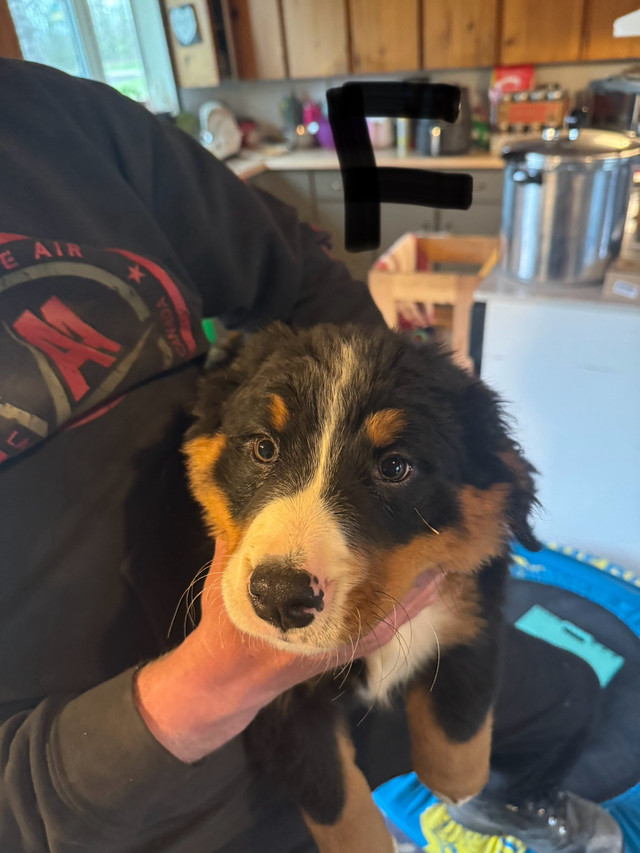 Bernese mountain dog puppies for sale!  in Dogs & Puppies for Rehoming in Winnipeg