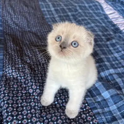 6 Weeks old! Ready for rehoming after June 18! These little kittens are so happy and healthy, being...