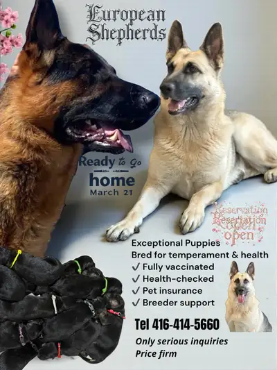 European shepherd, View more