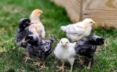 BYM PULLETS and COCKERALS, View more