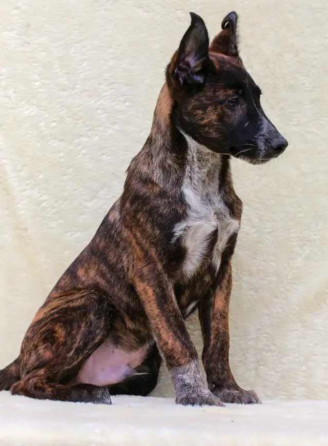 Dutch Shepherds in Dogs & Puppies for Rehoming in Red Deer - Image 4
