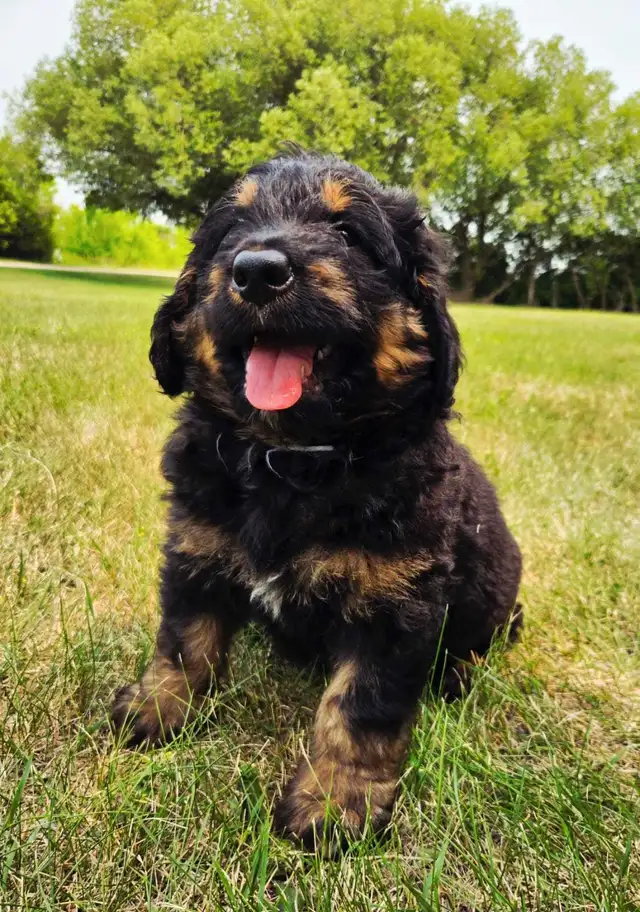 bernedoodle puppies in Dogs & Puppies for Rehoming in Winnipeg - Image 4