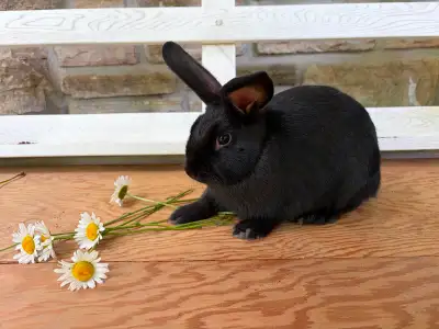 Bébé lapin femelle, View more