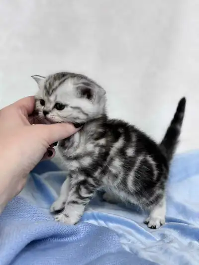 Scottish fold kittens., View more