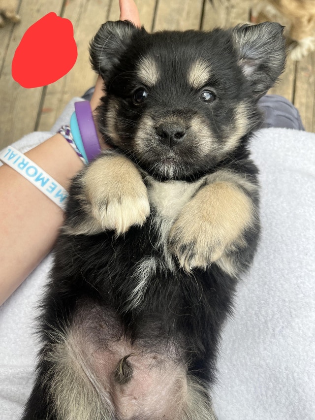 READY NEXT WEEKEND Épagneul tibertain mix shih tzu X tibetan Dogs