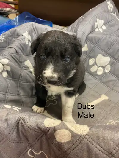 Border Collie Puppies, View more
