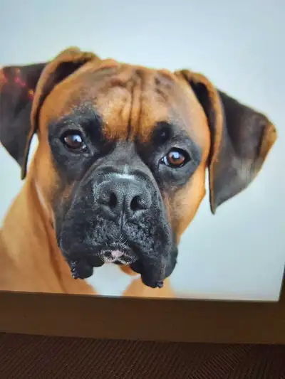 Pet boarding services, View more