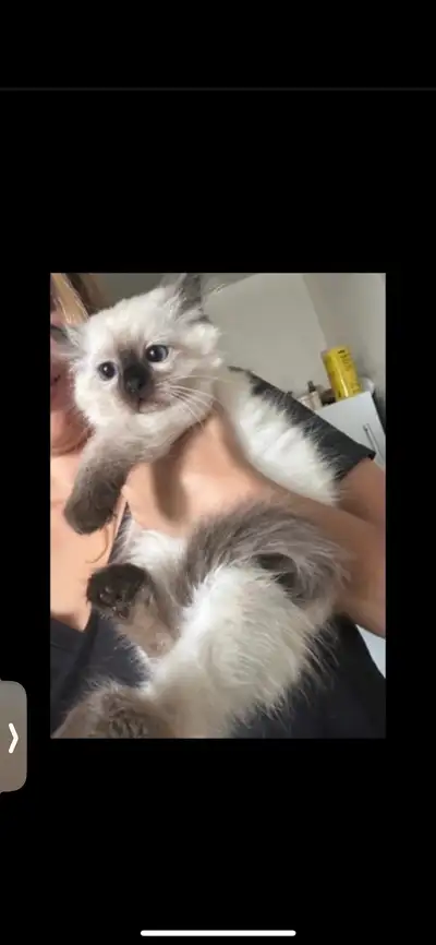 ragdoll kitten , View more