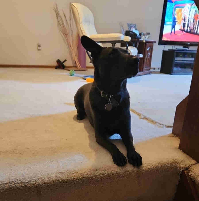 Free beautiful dog Free Stuff Winnipeg Kijiji