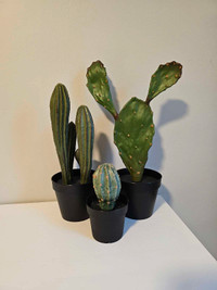 Cactus plants home decor