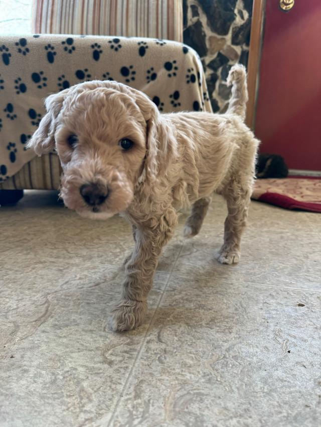 Standard Poodle Puppies  in Dogs & Puppies for Rehoming in Winnipeg - Image 2