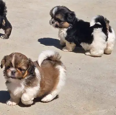 Adorable Full Shih Tzu Puppies NOT deposit required, View more