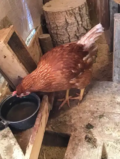 2  ISA Brown Chickens (pullets), View more